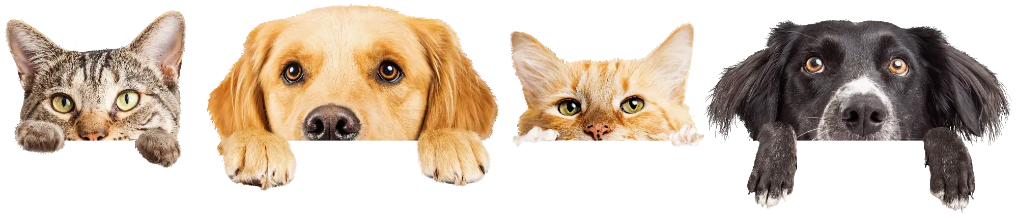 chiens