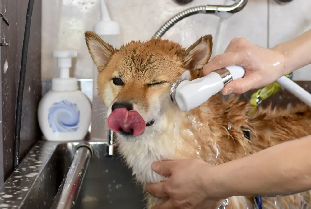 toilettage chiens seniors près de Pau