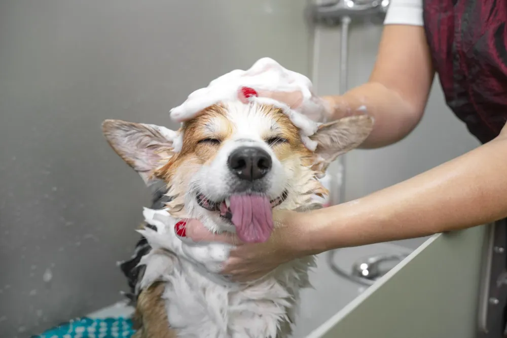 toilettage chien près de Pau