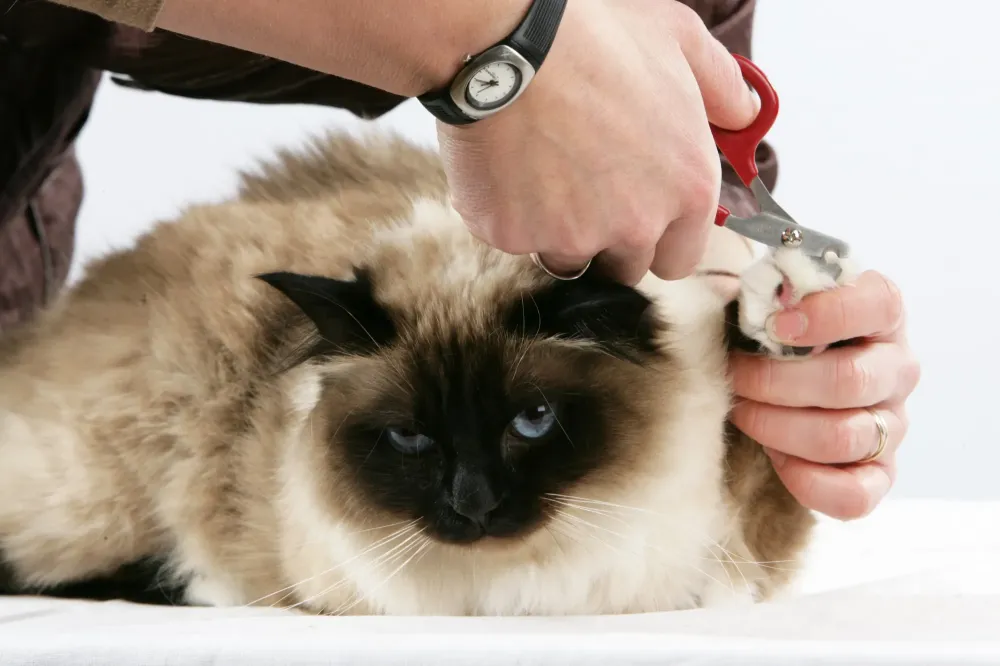 toilettage chat