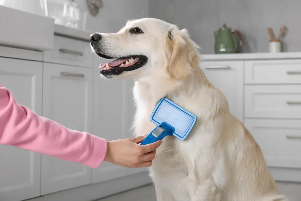 soin naturel chien près de Pau